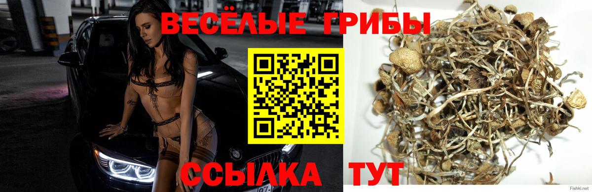 Галлюциногенные грибы Psilocybe  Вход с VPN  Дедовск 